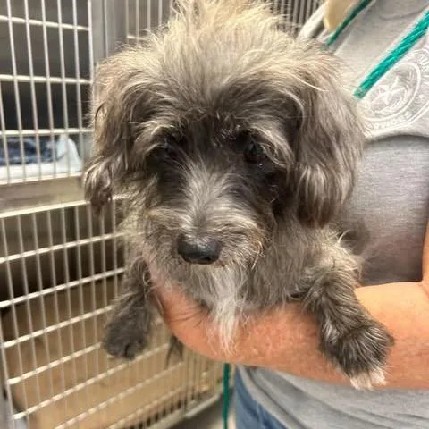 An adult small-sized female Chihuahua dog named Cosette for adoption in Bastrop, TX