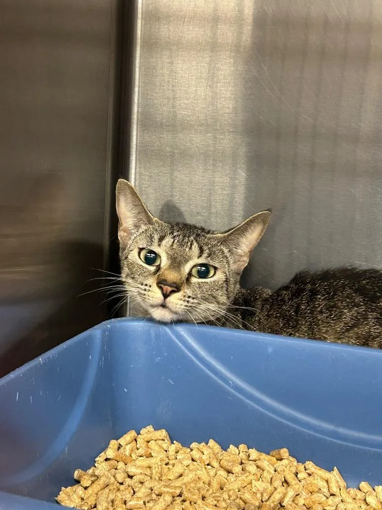 A young medium-sized female Domestic Short Hair cat named Boggy for adoption in Gautier, MS