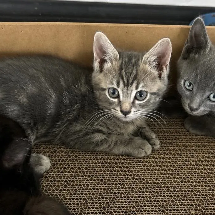 A baby small-sized female Gray / Blue / Silver Domestic Short Hair cat named Snoqualmie for adoption in Fayetteville, GA