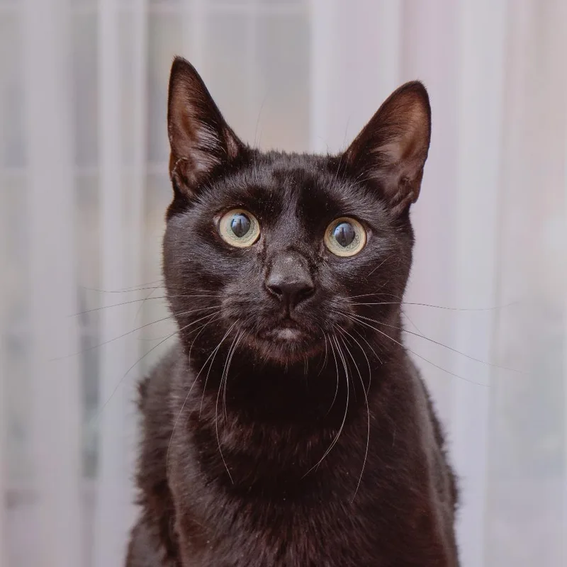 A young large-sized male Domestic Short Hair cat named Bellamy for adoption in Los Angeles, CA