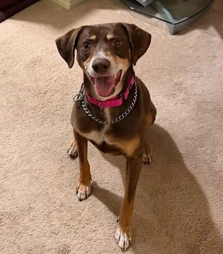 A young medium-sized female Hound dog named Fallon for adoption in Holbrook, NY