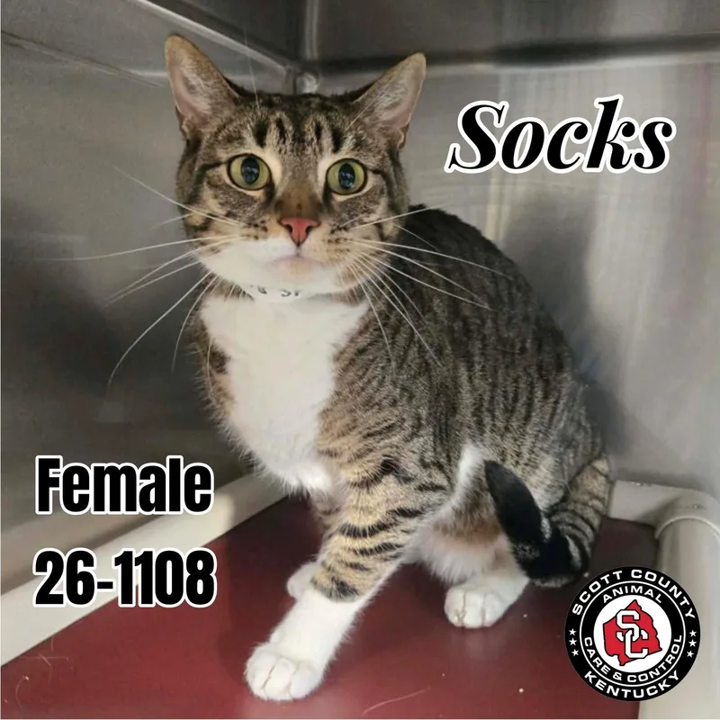An adult small-sized female Domestic Short Hair cat named Socks for adoption in Georgetown, KY