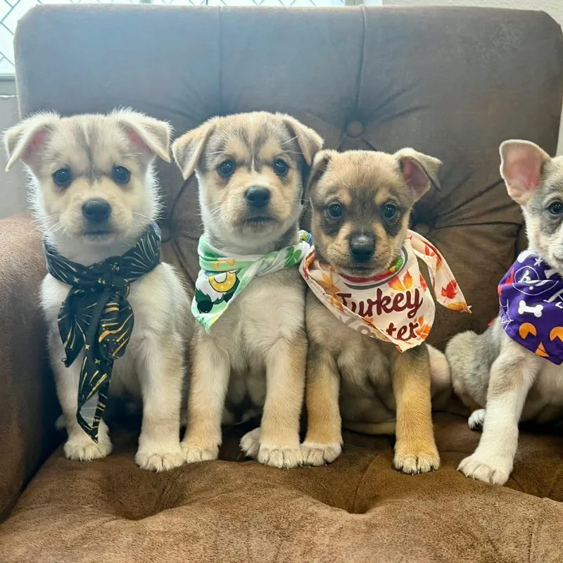 A baby medium-sized male White / Cream Husky dog named Pup Tart for adoption in Allen, TX