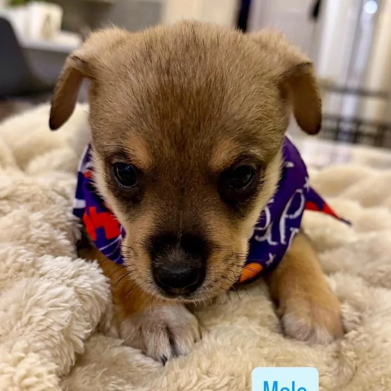 Pup Tart thumbnail 3