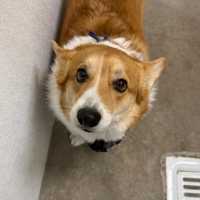 An adult medium-sized male Corgi dog named Ollie for adoption in Cody, WY