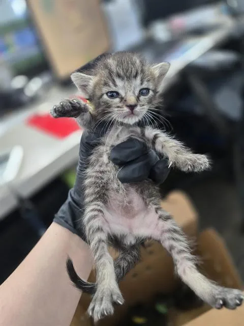 A baby medium-sized female Domestic Short Hair cat named Callie for adoption in Dallas, TX