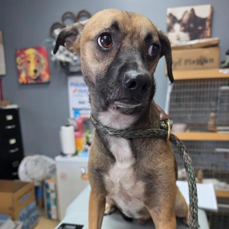 An adult medium-sized male Brown / Chocolate Terrier dog named Corey  Chino Hills for adoption in Chino Hills, CA