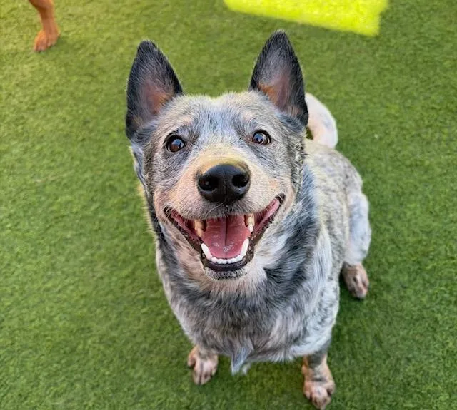 An adult medium-sized male Gray / Blue / Silver Australian Cattle Dog / Blue Heeler dog named Hank for adoption in Clinton, UT