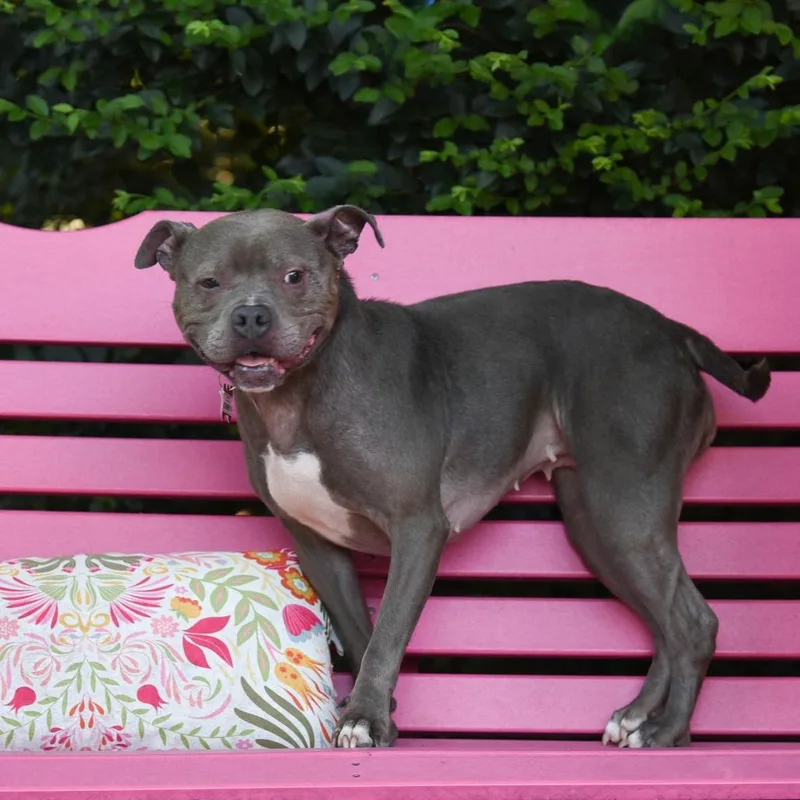 An adult medium-sized female Gray / Blue / Silver Pit Bull Terrier dog named Journey P for adoption in Wake Forest, NC