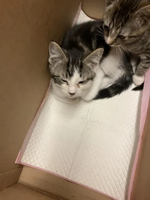 A baby small-sized female Domestic Short Hair cat named Canary for adoption in Long Beach, CA