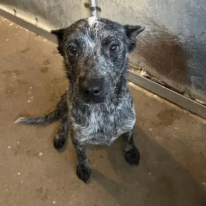 An adult medium-sized female Cattle Dog dog named Pickles for adoption in Morton Grove, IL