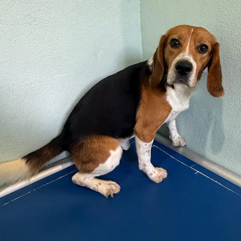 A young small-sized male Yellow / Tan / Blond / Fawn Beagle dog named Melvin for adoption in LOXAHATCHEE, FL