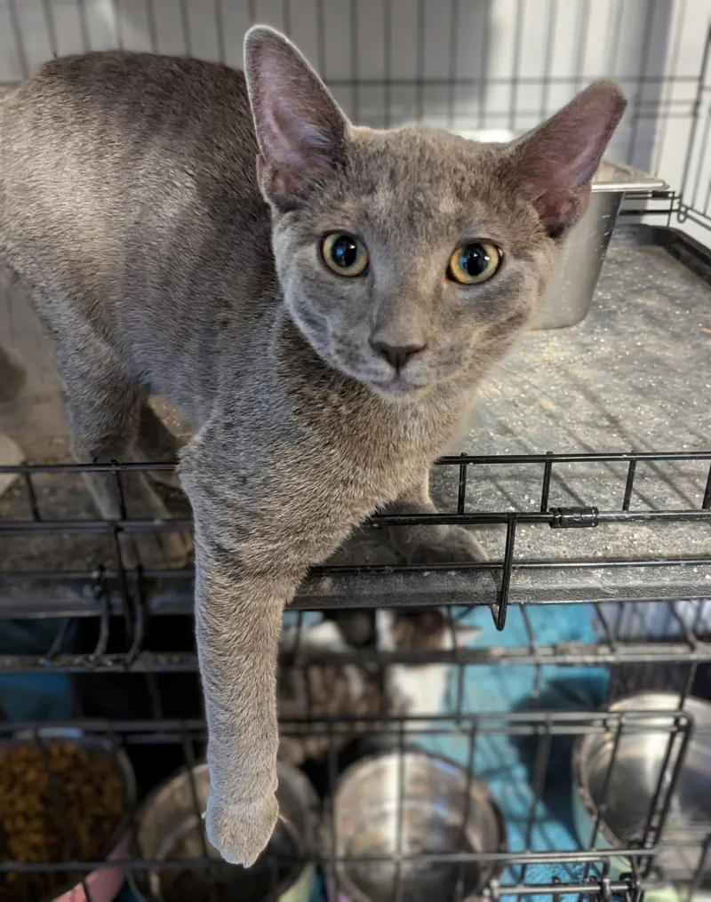 A young small-sized male Domestic Short Hair cat named Tindral for adoption in Seven Valleys, PA