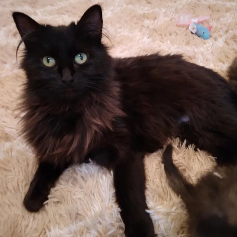 An adult medium-sized female Black Domestic Medium Hair cat named Black Beauty for adoption in Blackfoot, ID