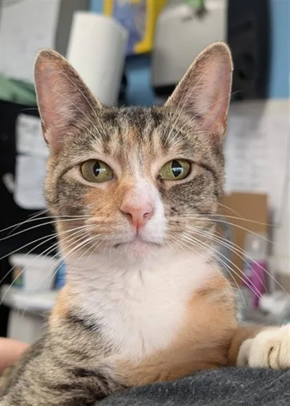 A young medium-sized female Domestic Short Hair cat named Lona for adoption in Canfield, OH
