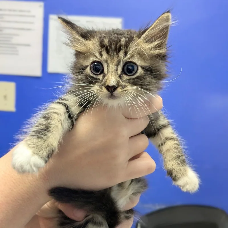 A baby small-sized male Brown / Chocolate Domestic Medium Hair cat named Lucky Shadow for adoption in Wahiawa, HI