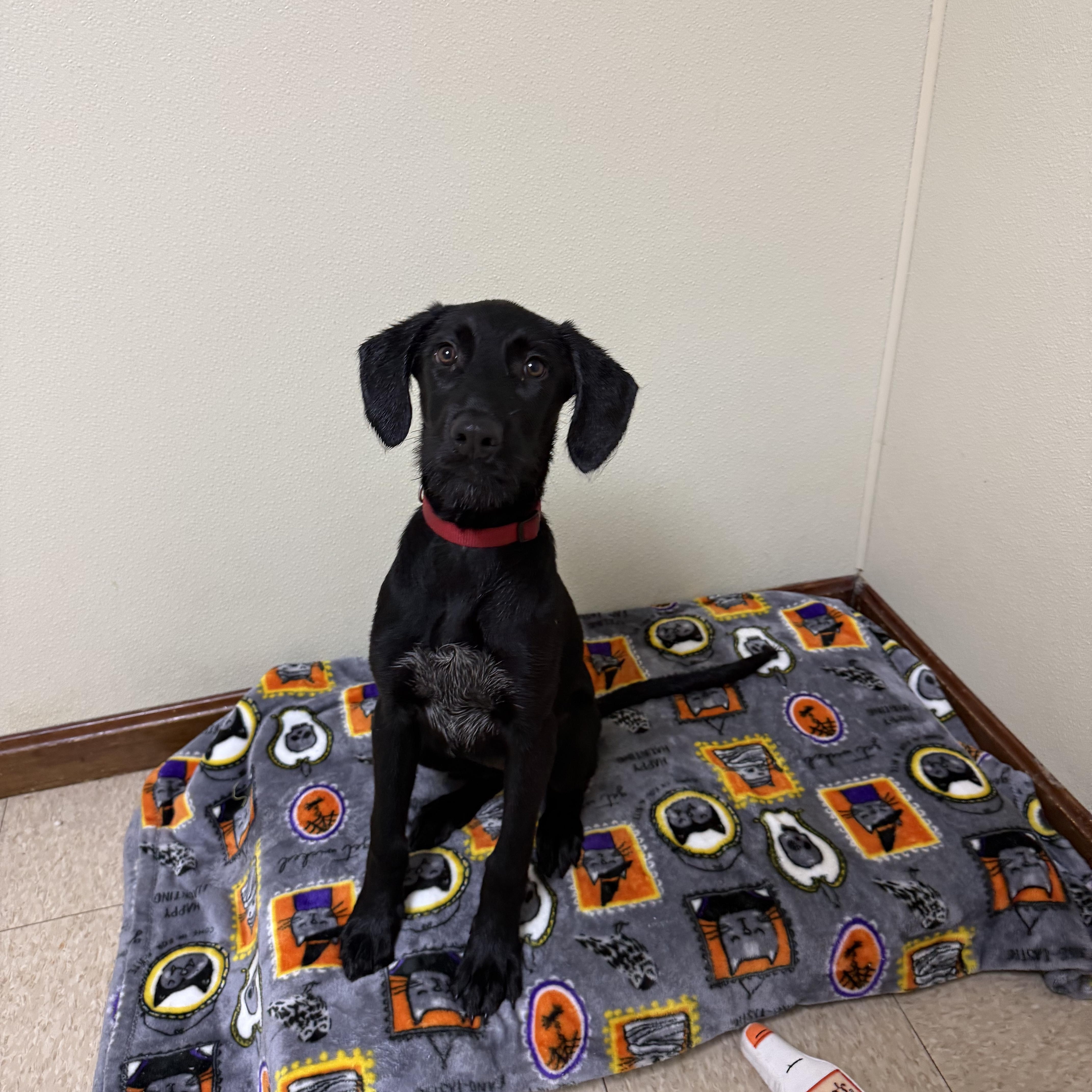 A baby medium-sized female Labrador Retriever dog named Morgan for adoption in Douglas, MA