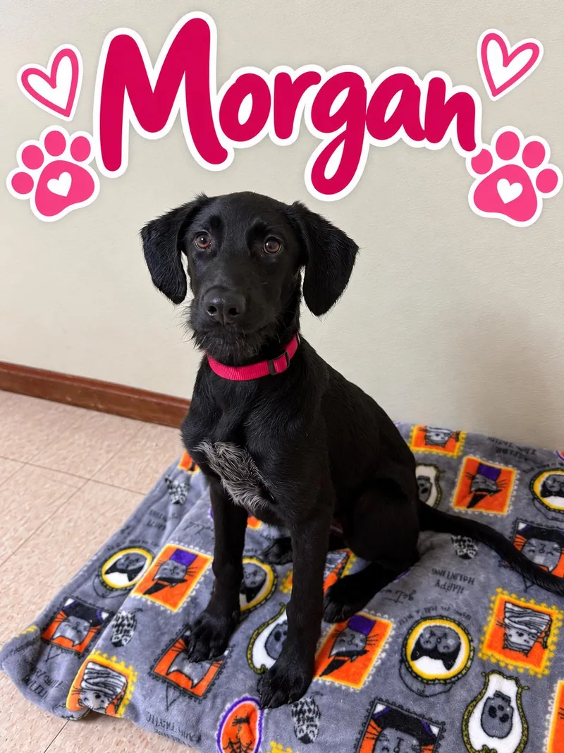 Morgan thumbnail 6