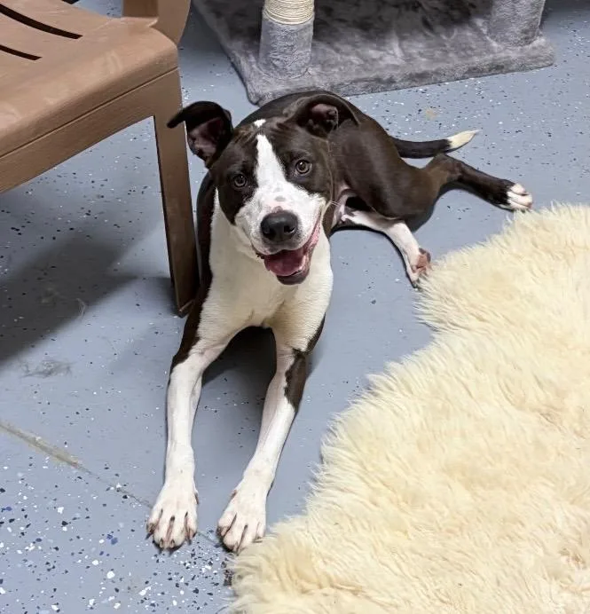A young large-sized female American Staffordshire Terrier dog named Noelle for adoption in Pierceton, IN
