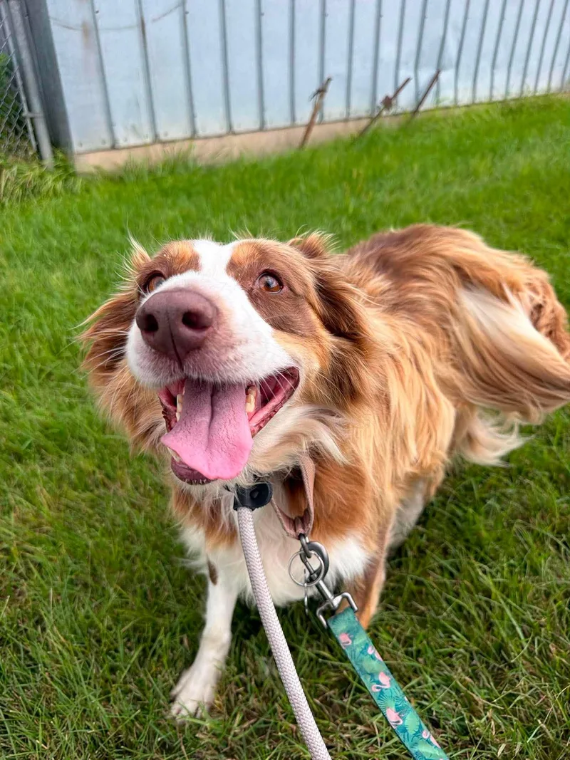 An adult large-sized female Brown / Chocolate Border Collie dog named Farrah for adoption in Grand Forks, ND