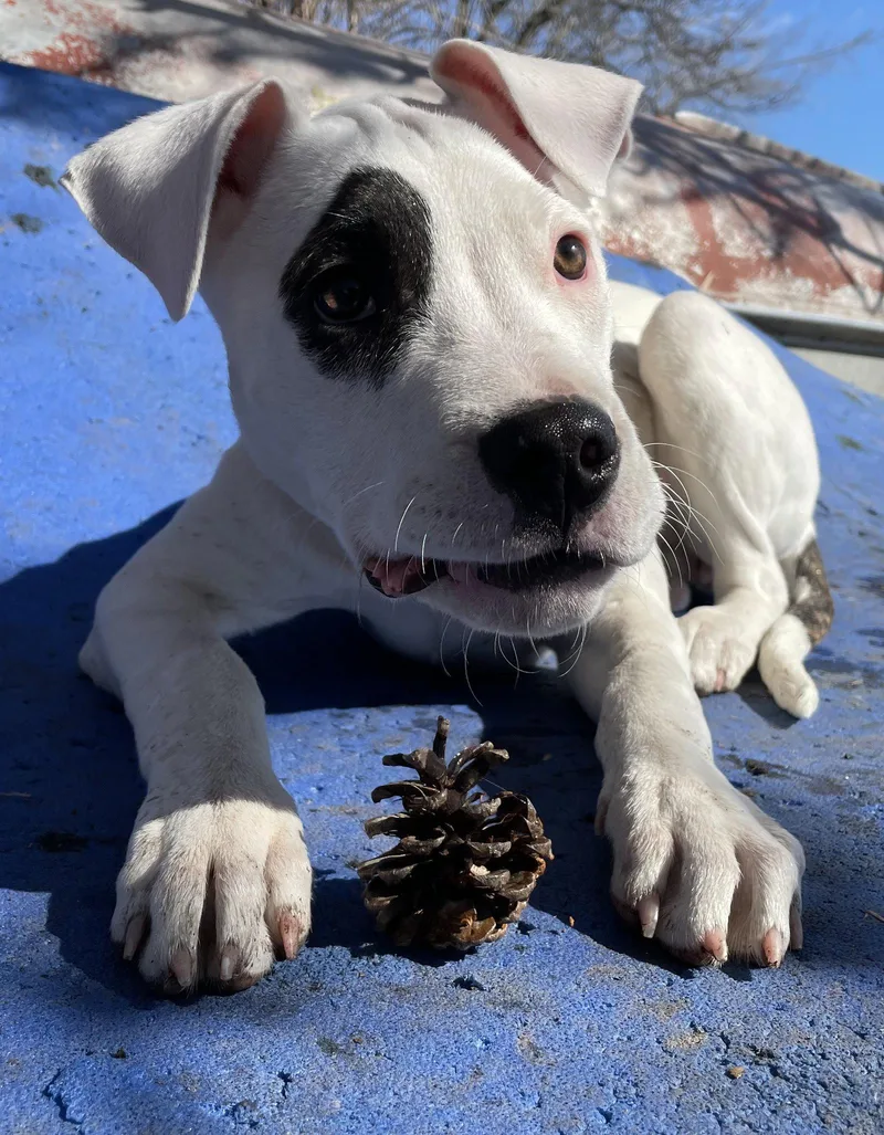 A baby medium-sized female Pit Bull Terrier dog named Freya for adoption in Island Lake, IL