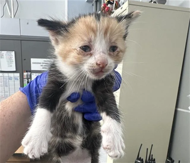 A baby medium-sized female Domestic Short Hair cat named Aya for adoption in Dallas, TX