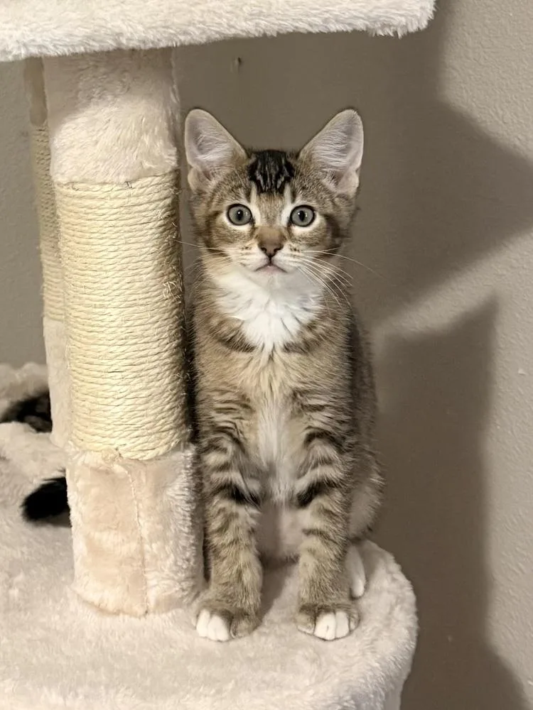 A baby small-sized male Domestic Short Hair cat named Cannoli for adoption in Bellingham, WA