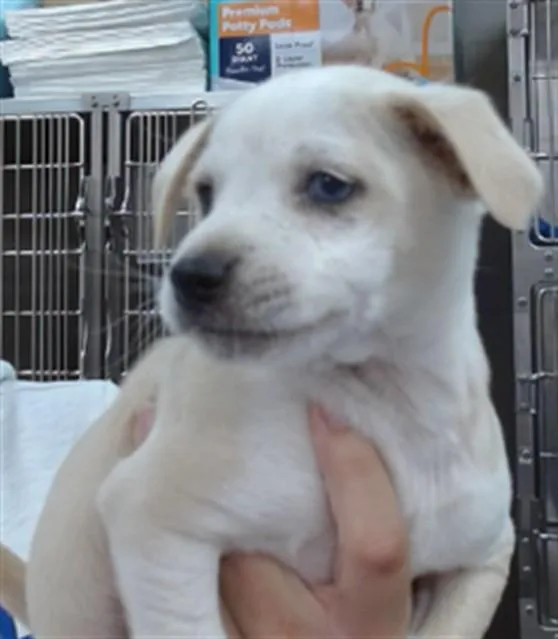 A baby medium-sized male Pit Bull Terrier dog named Cerberus for adoption in Salinas, CA