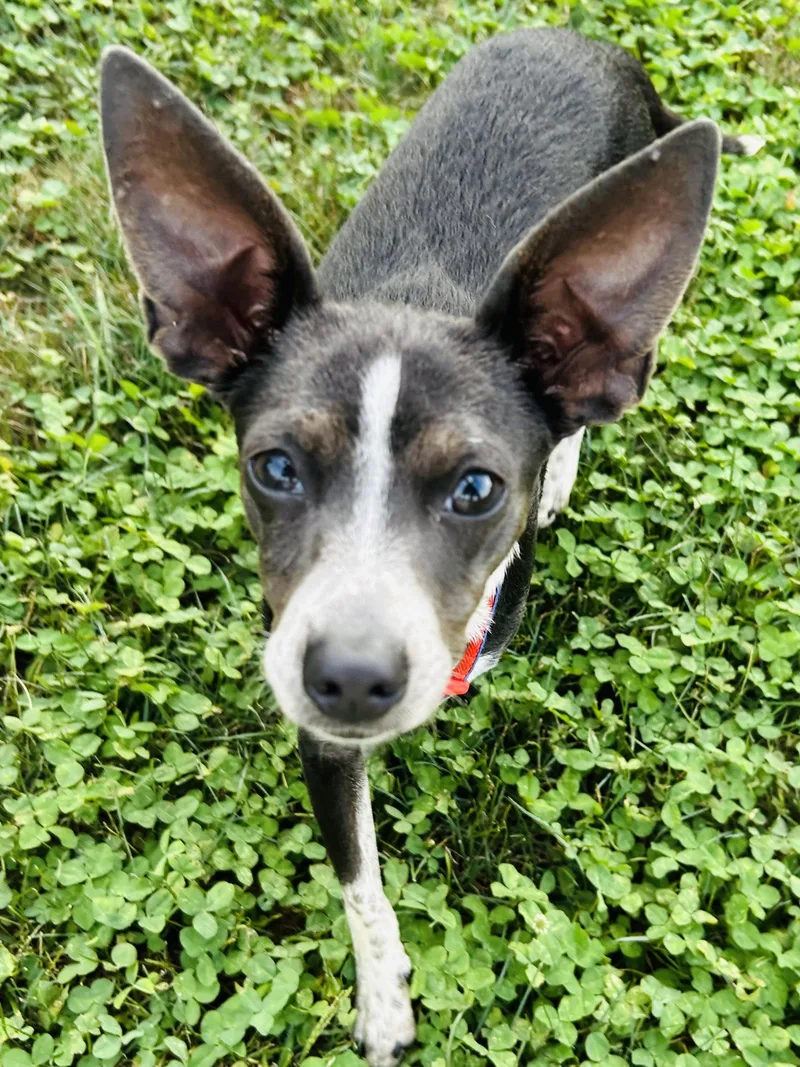 A young small-sized female Rat Terrier dog named Angel Rat Terrier for adoption in Elizabethtown, PA