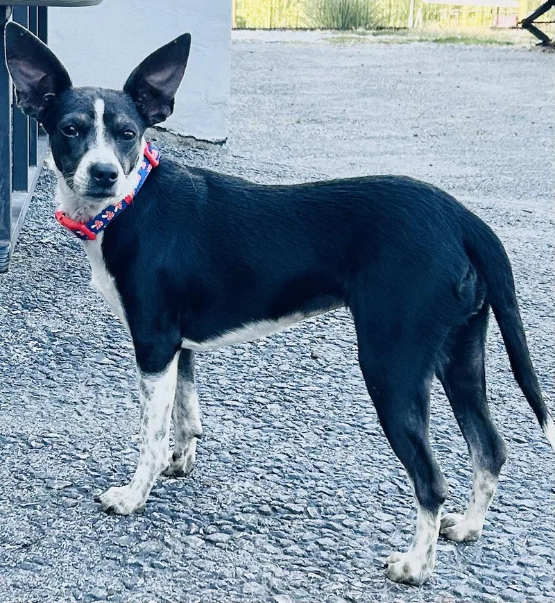 Angel Rat Terrier thumbnail 2
