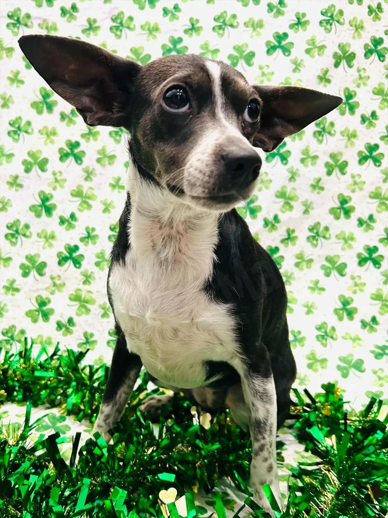 Angel Rat Terrier thumbnail 3