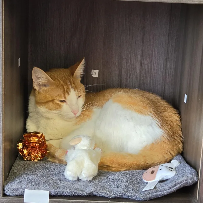An adult large-sized male Orange / Red Domestic Short Hair cat named Patrick for adoption in St. Paul, MN