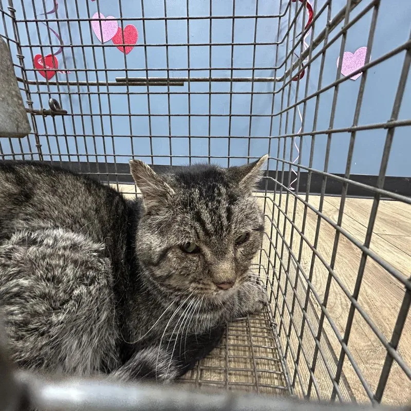 An adult large-sized male Gray / Blue / Silver Domestic Short Hair cat named Tomas MQ for adoption in Newark, NJ