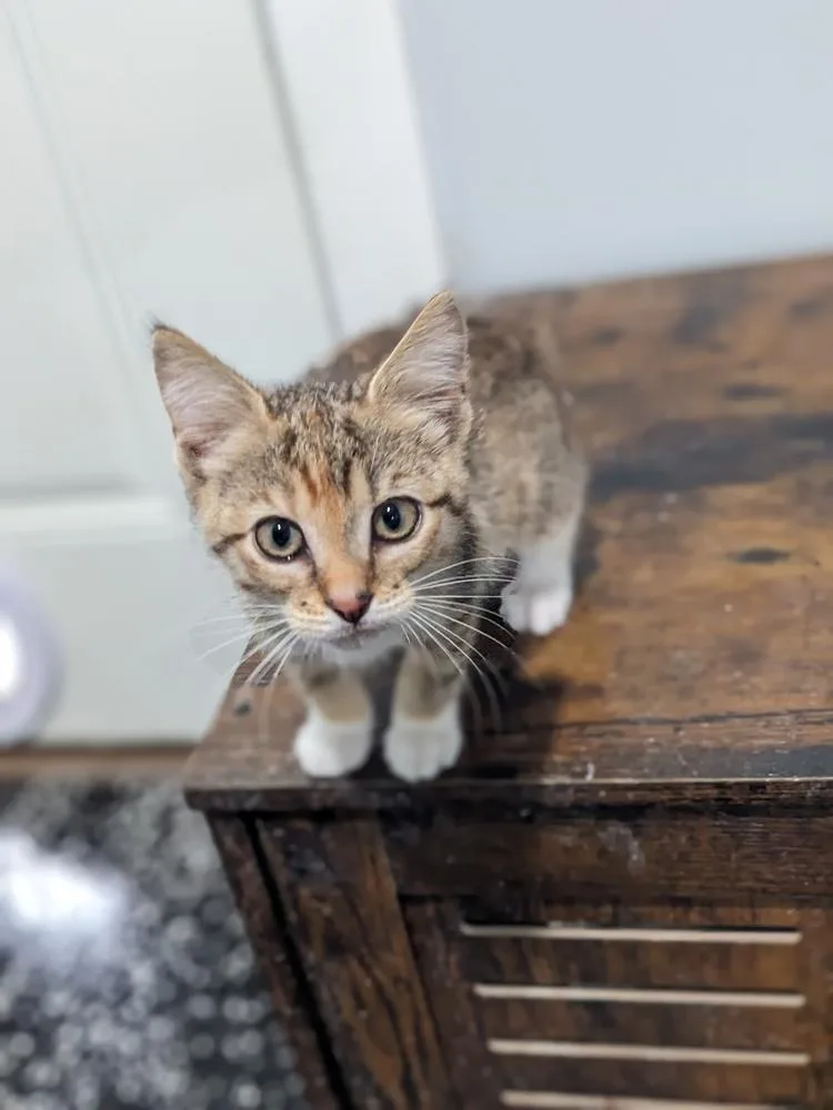 A baby small-sized female Domestic Short Hair cat named Crissy for adoption in Lewisburg, TN