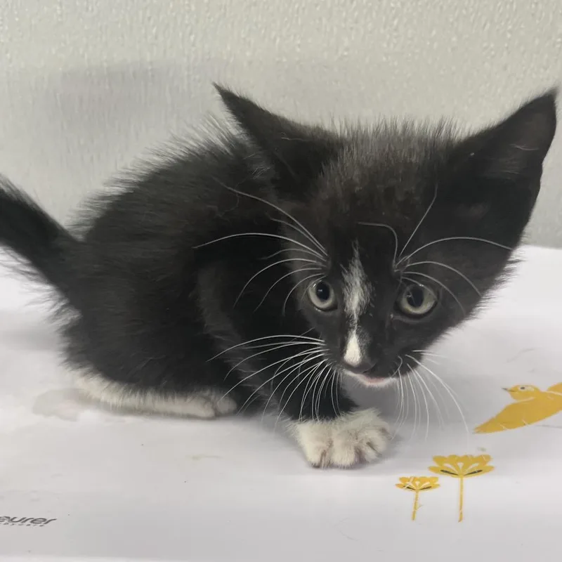 A baby small-sized male Black Domestic Short Hair cat named Mittens for adoption in Tampa, FL