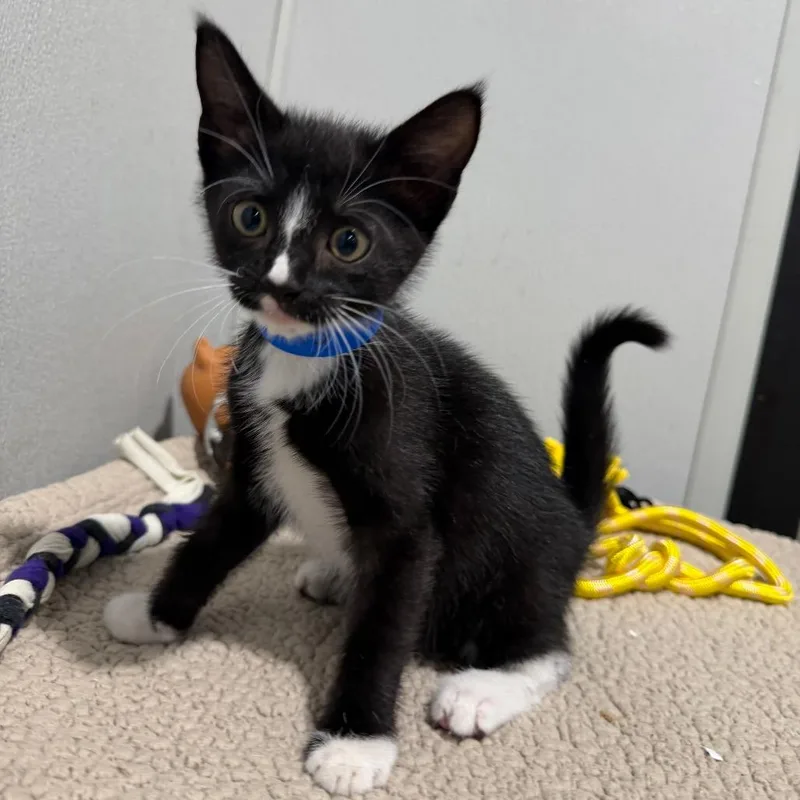 Mittens thumbnail 2