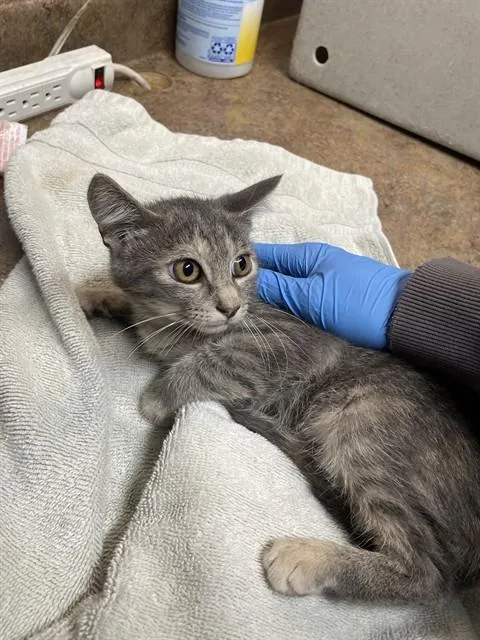 A baby small-sized female Domestic Short Hair cat named Melinda for adoption in Tallahassee, FL
