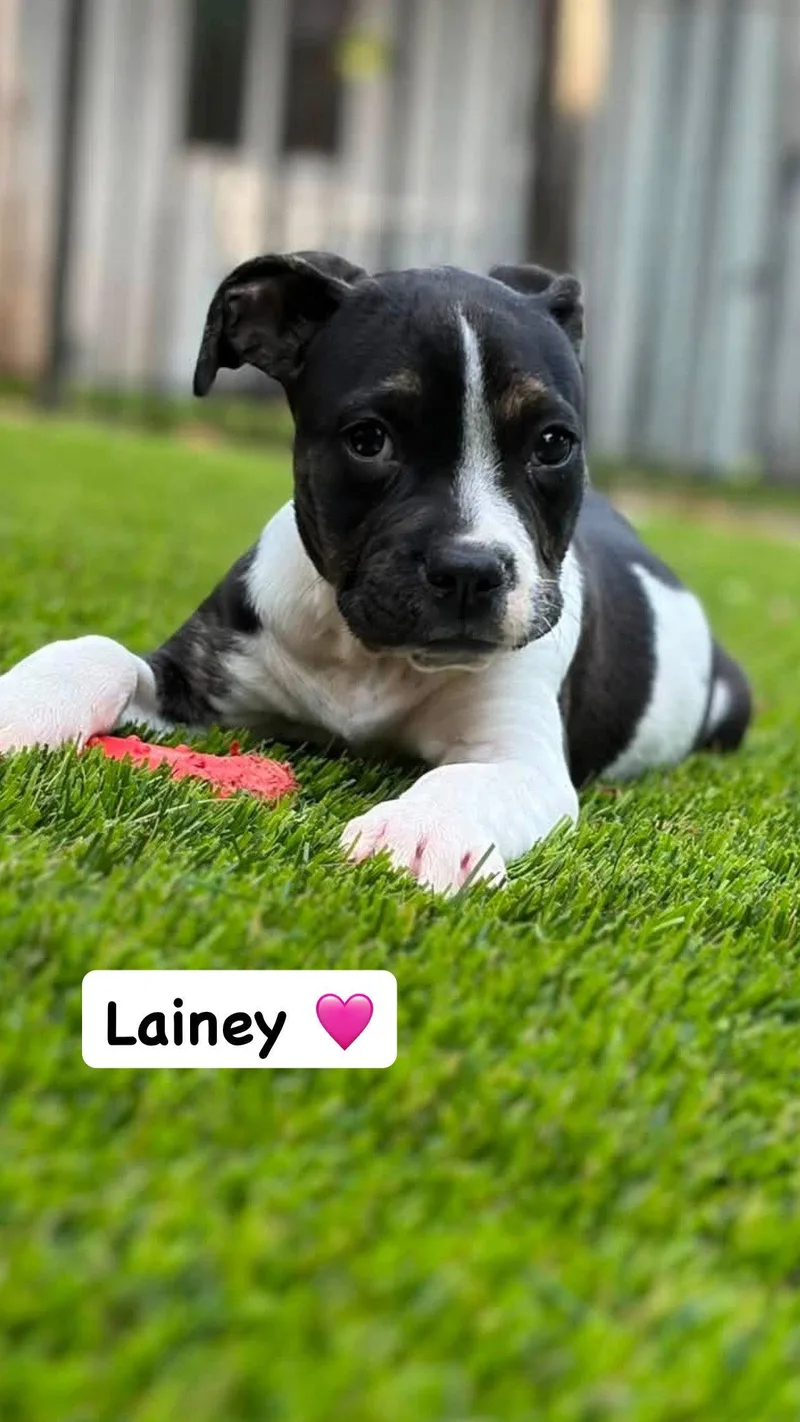 A baby medium-sized female American Staffordshire Terrier dog named Lainey for adoption in San Diego, CA