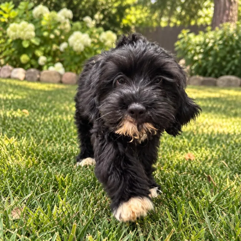 A baby medium-sized female Poodle dog named Marcy for adoption in Overland Park, KS