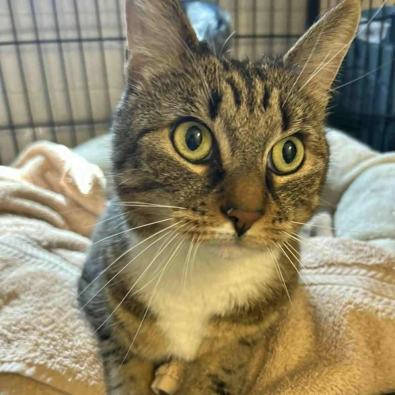 An adult medium-sized female Tabby (Buff / Tan / Fawn) Tabby cat named Cara for adoption in Huntington, NY
