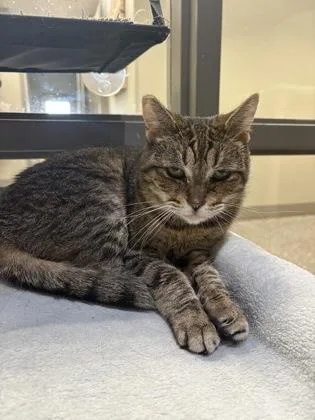 A senior medium-sized male Domestic Short Hair cat named Mr. Bean for adoption in Redmond, OR