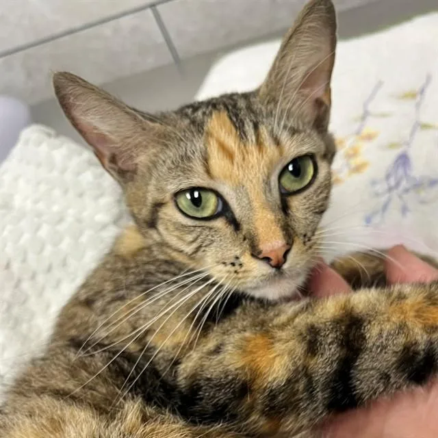 A young medium-sized female Domestic Short Hair cat named Taffy for adoption in Naples, FL