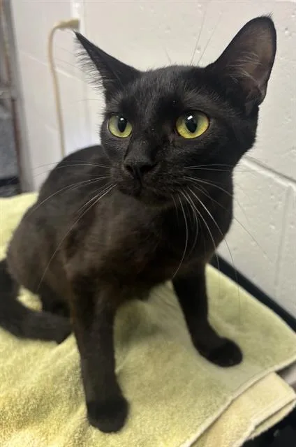 A young medium-sized female Domestic Short Hair cat named Morticia for adoption in Indianapolis, IN