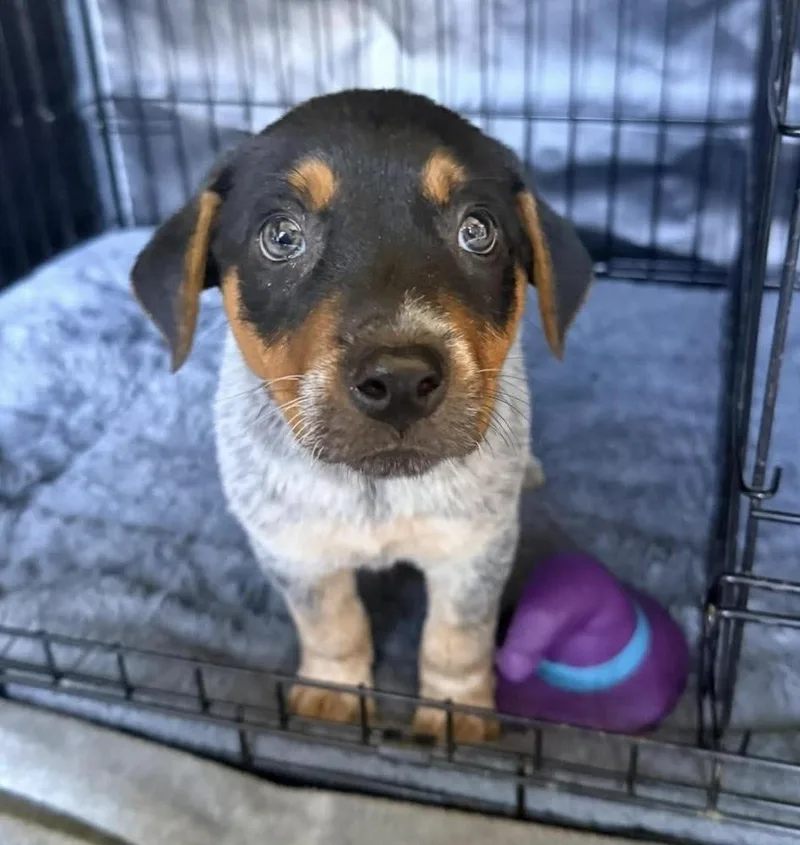 A baby medium-sized female Mixed Breed dog named Blue Atlas for adoption in Alden, NY