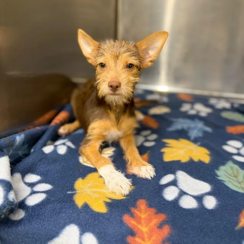 A baby small-sized male Brown / Chocolate Chihuahua dog named Paco for adoption in Laredo, TX