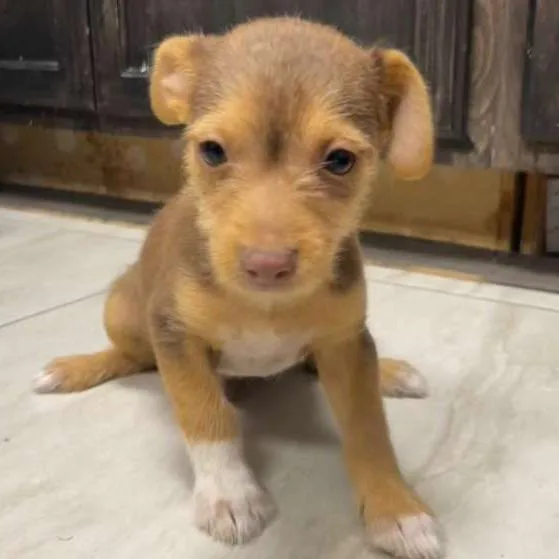 Paco thumbnail 2