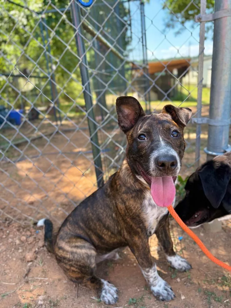 A baby medium-sized male Brindle Mixed Breed dog named Buster for adoption in Winnsboro, SC
