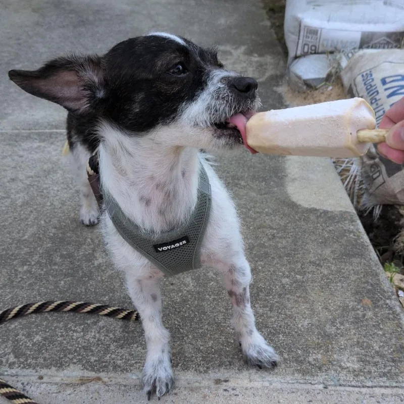A young small-sized female Black Jack Russell Terrier dog named Claire for adoption in Durham, NC