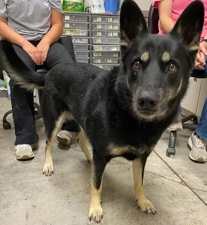 An adult large-sized female Shepherd dog named Piper for adoption in Lampasas, TX