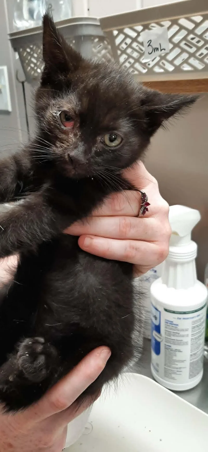 A young medium-sized male Black Devon Rex cat named Doc for adoption in Georgetown, OH